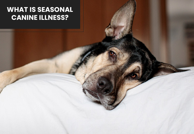 what is seasonal canine illness_11252024_215640.jpg